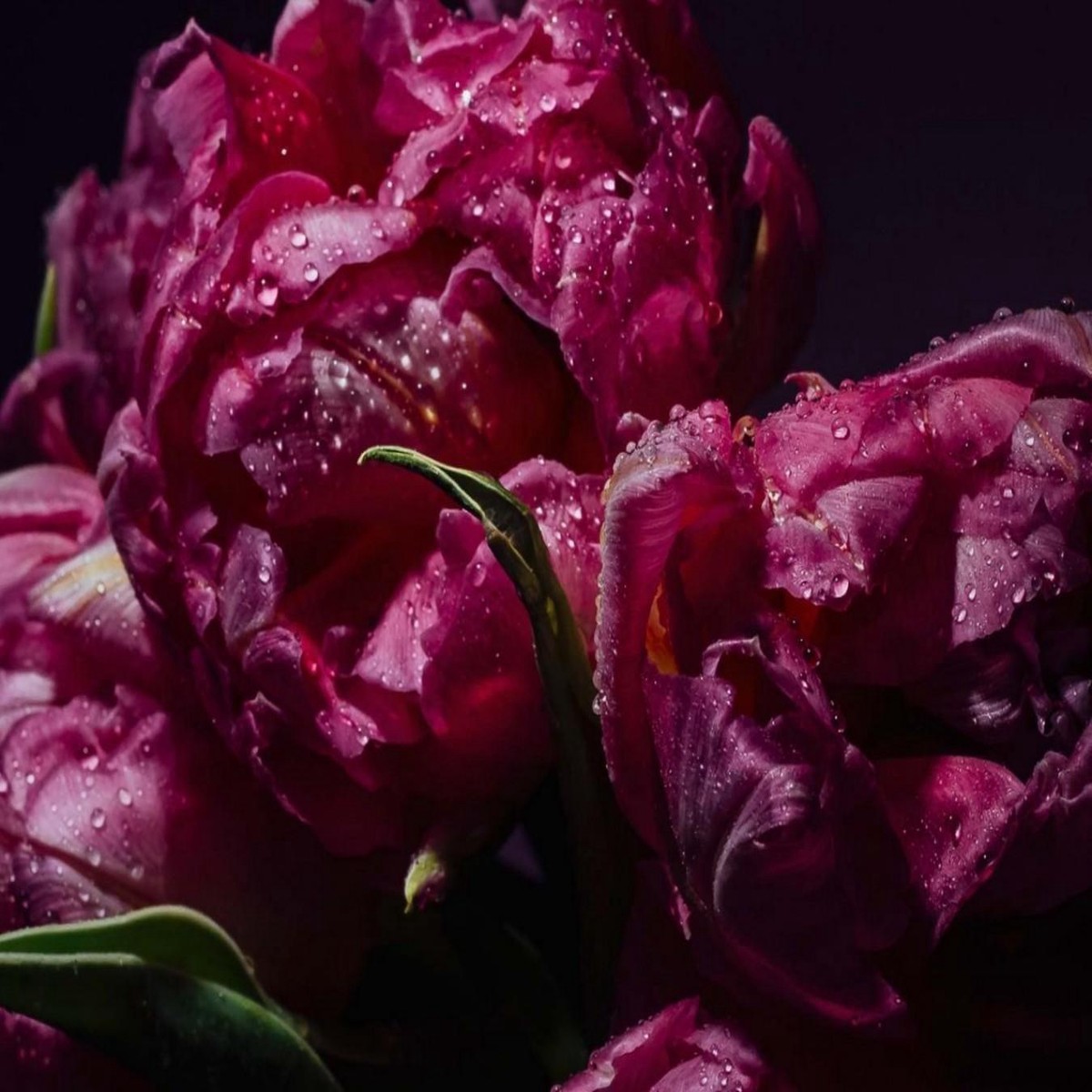 Peony Mirror