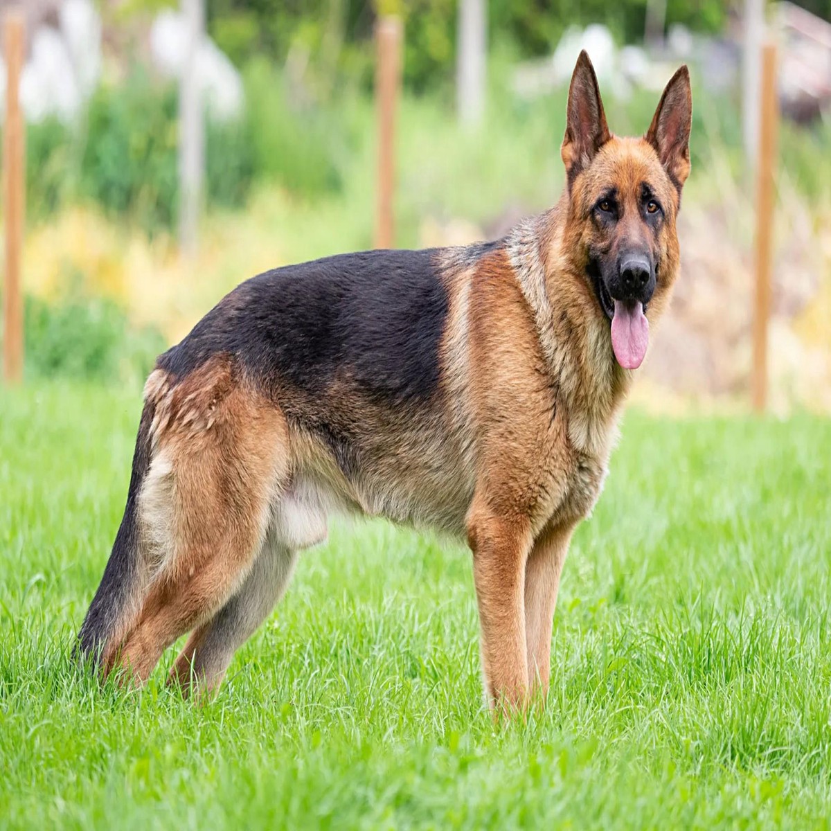 doggsheppy